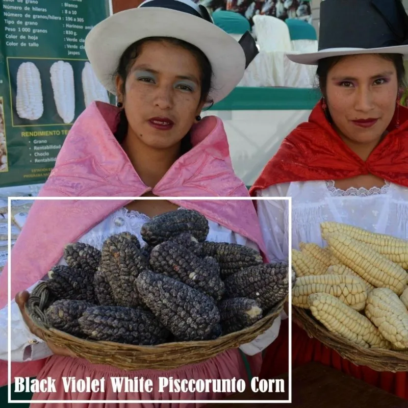 Peruvian B-V-W Giant Corn Seeds Kuyu Chuspi