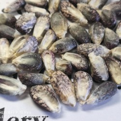 Graines de Maïs des Andes Noir Violet Blanc "K'uyu Chuspi" 2.45 - 2