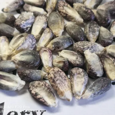 Peruvian B-V-W Giant Corn Seeds Kuyu Chuspi
