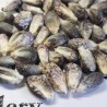 Graines de maïs géantes péruviennes n-v-b Kuyu Chuspi | 2,45 €