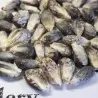 Peruvian B-V-W Giant Corn Seeds Kuyu Chuspi