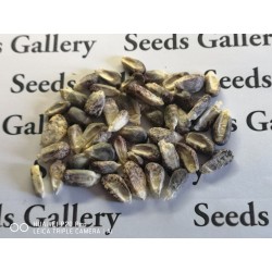 Mais der Anden Schwarzes Violettes Weiß "K'uyu Chuspi" Samen 2.45 - 3