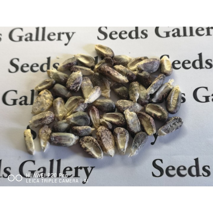 Peruvian B-V-W Giant Corn Seeds Kuyu Chuspi - 2.205
