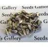 Peruvian B-V-W Giant Corn Seeds Kuyu Chuspi