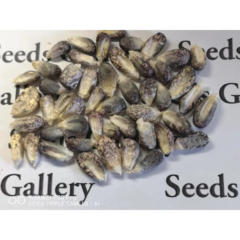 Peruvian B-V-W Giant Corn Seeds Kuyu Chuspi