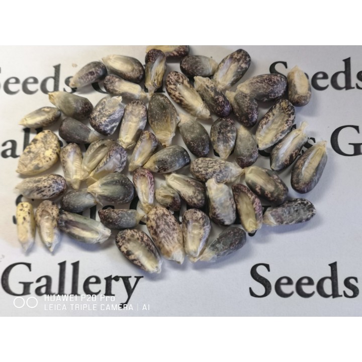 Peruvian B-V-W Giant Corn Seeds Kuyu Chuspi - 2.205