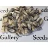 Peruvian B-V-W Giant Corn Seeds Kuyu Chuspi