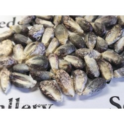 Graines de Maïs des Andes Noir Violet Blanc "K'uyu Chuspi" 2.45 - 5