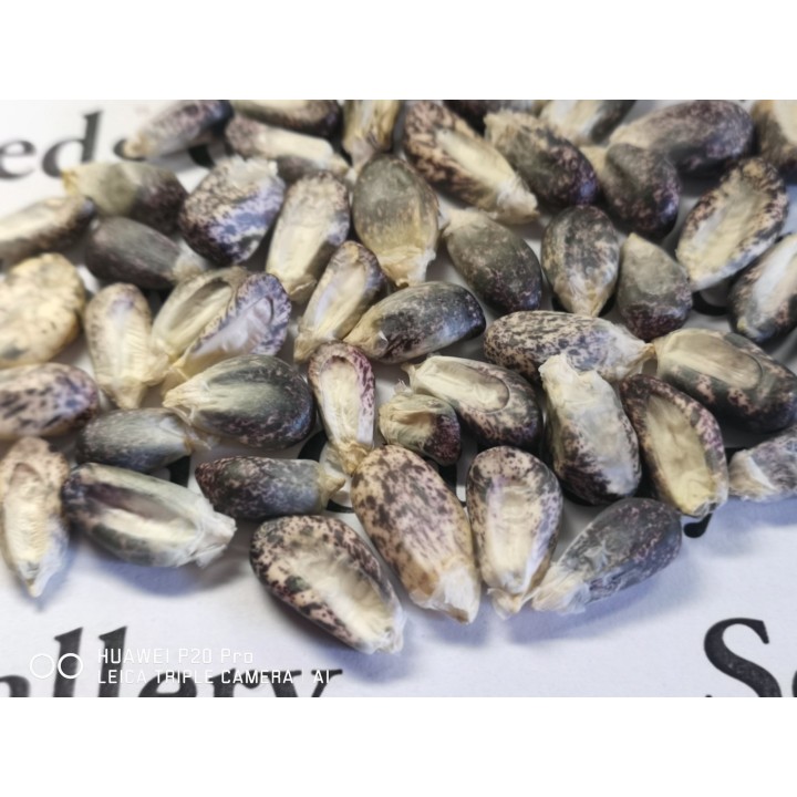 Peruvian B-V-W Giant Corn Seeds Kuyu Chuspi - 2.205
