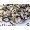 Graines de maïs géantes péruviennes n-v-b Kuyu Chuspi | 2,45 €