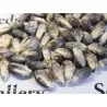 Peruvian B-V-W Giant Corn Seeds Kuyu Chuspi
