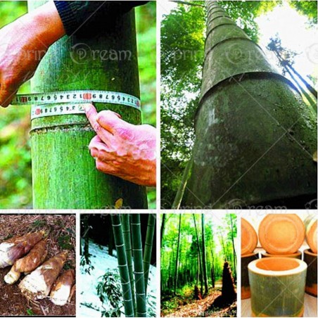 Price: €2.15 - Giant Bamboo seeds (Phyllostachys pubescens) -