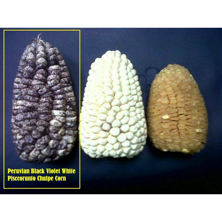 Peruvian B-V-W Giant Corn Seeds Kuyu Chuspi - 2.205