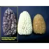 Peruvian B-V-W Giant Corn Seeds Kuyu Chuspi