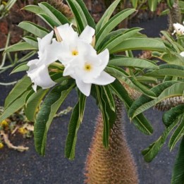 Pachypodium Lamerei Saatgut - 287.359459