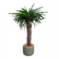 Madagaskarska Palma Seme (Pachypodium lamerei) 1.95 - 2