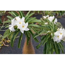 Madagaskarska Palma Seme (Pachypodium lamerei) 1.95 - 3