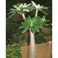 Pachypodium lamerei Samen - Madagascar Palm 1.95 - 4