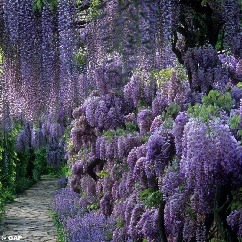 Spóroi Glytsínia (Wisteria Sinensis)