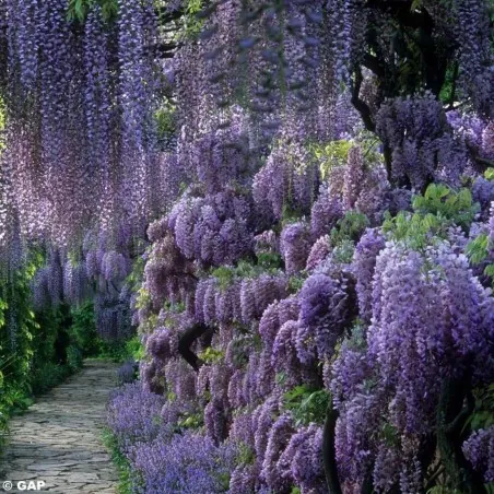 Semillas de Glicinas o Glicinias (Wisteria sinensis)
