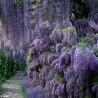 Semi di Wisteria (Wisteria sinensis)