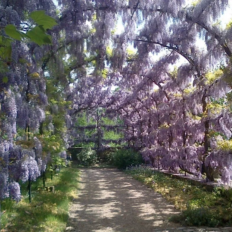 Semi di Wisteria (Wisteria sinensis)