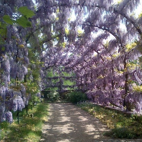 Spóroi Glytsínia (Wisteria Sinensis)