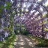 Price: €3 - Graines de Glycine de Chine bleue - Seeds Gallery