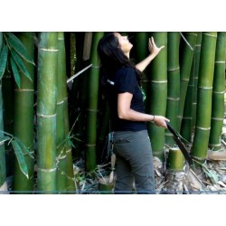 Graines de Bambou Moso Rusticité -30°C