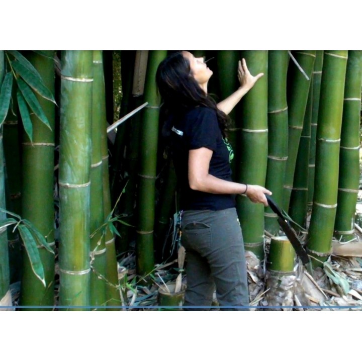 Giant Bamboo seeds (Phyllostachys pubescens) - 252.172586