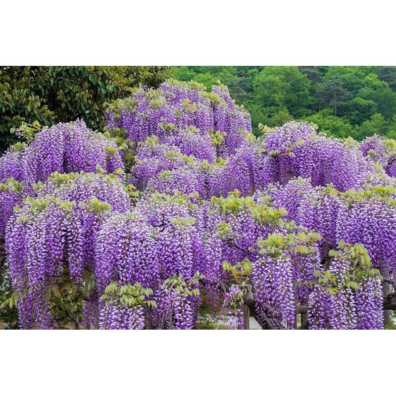 Spóroi Glytsínia (Wisteria Sinensis)