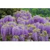 Semillas de Glicinas o Glicinias (Wisteria sinensis)