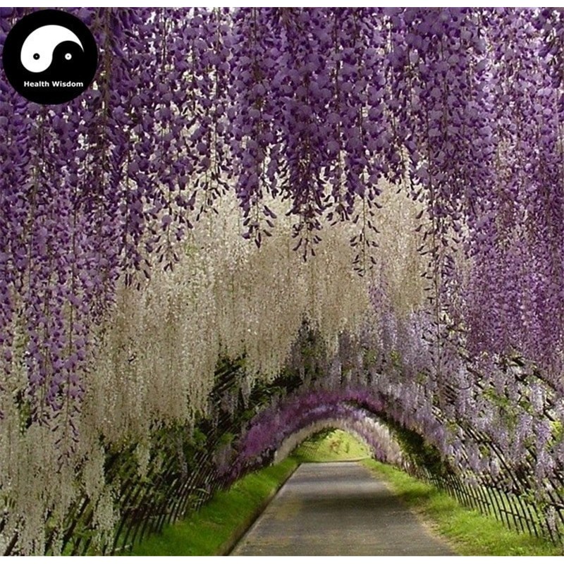 Price: €3 - Graines de Glycine de Chine bleue - Seeds Gallery