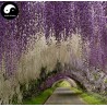 Price: €3 - Graines de Glycine de Chine bleue - Seeds Gallery