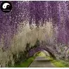 Semi di Wisteria (Wisteria sinensis)