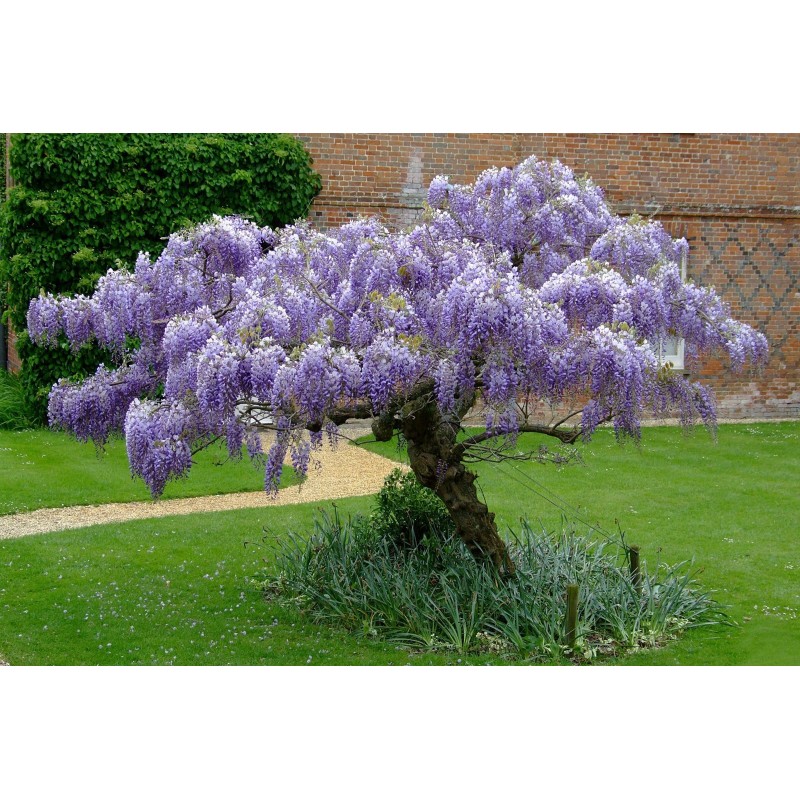 Price: €3 - Graines de Glycine de Chine bleue - Seeds Gallery