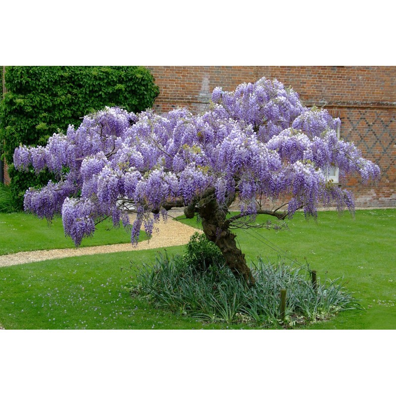 Spóroi Glytsínia (Wisteria Sinensis)