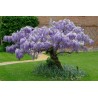 Price: €3 - Graines de Glycine de Chine bleue - Seeds Gallery