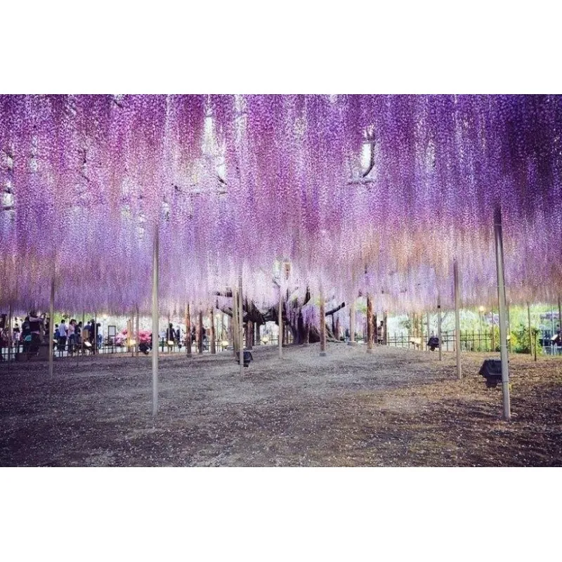 Semillas de Glicinas o Glicinias (Wisteria sinensis)