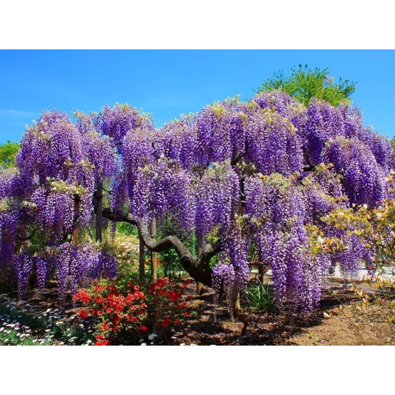 Spóroi Glytsínia (Wisteria Sinensis)