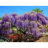 Price: €3 - Graines de Glycine de Chine bleue - Seeds Gallery