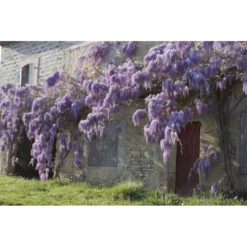 Spóroi Glytsínia (Wisteria Sinensis)