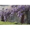 Semi di Wisteria (Wisteria sinensis)