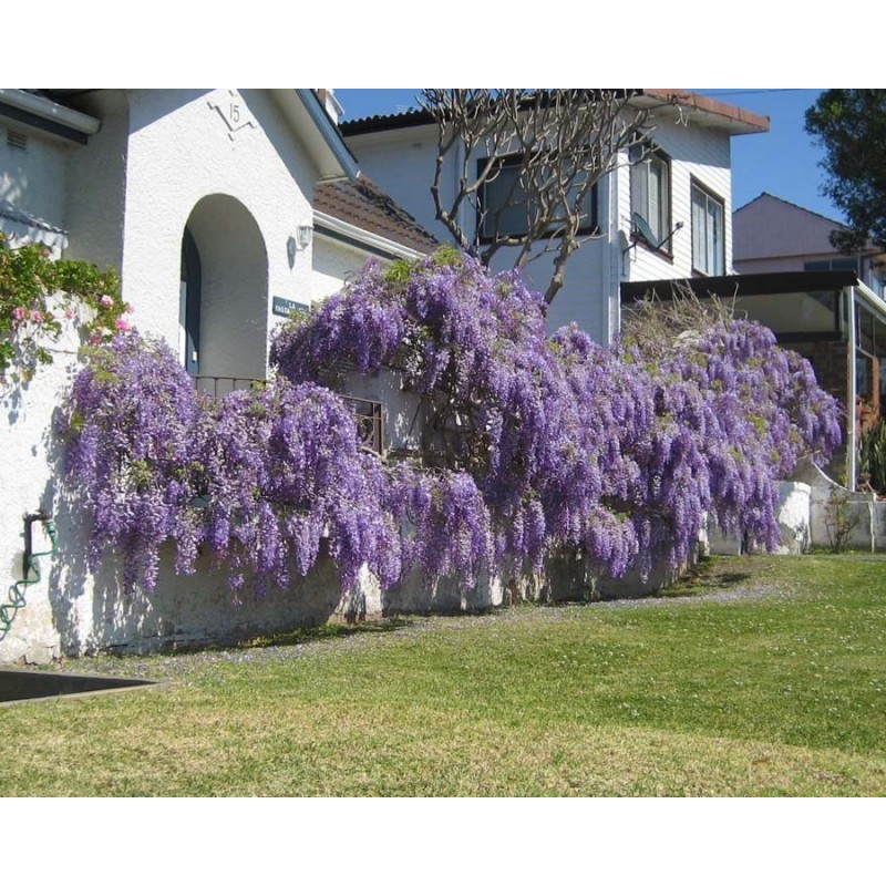 Price: €3 - Graines de Glycine de Chine bleue - Seeds Gallery
