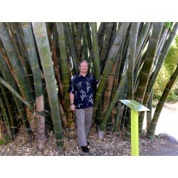 Bambus Gigant Seme