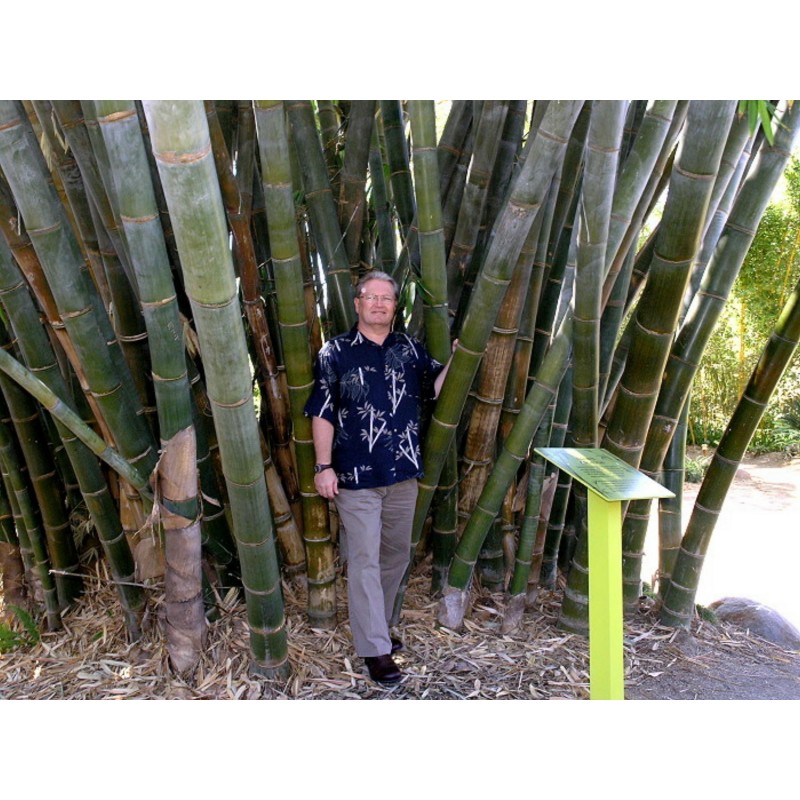 Price: €2.15 - Giant Bamboo seeds (Phyllostachys pubescens) - 