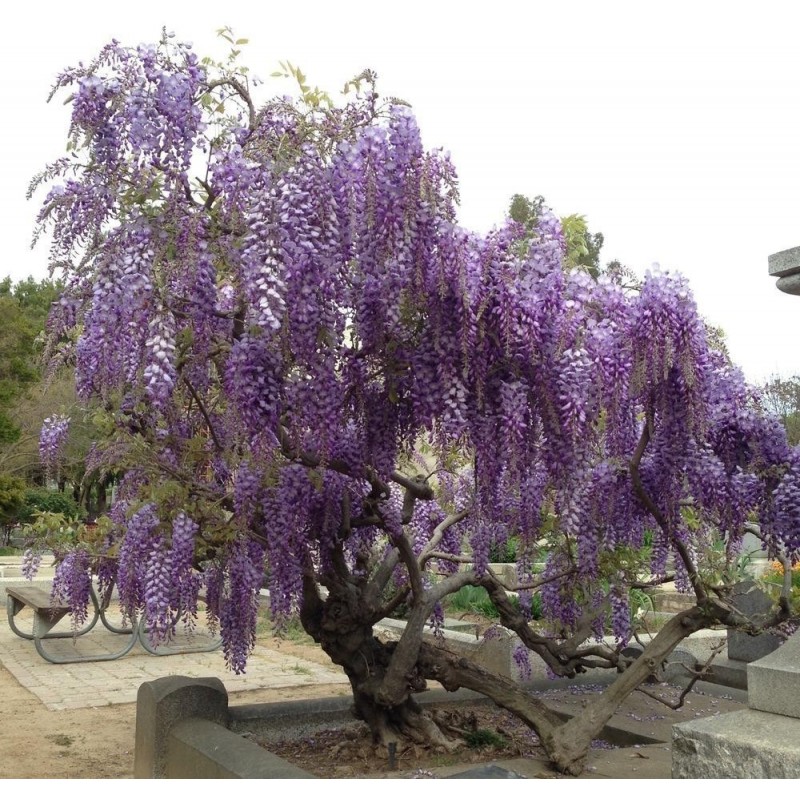 Price: €3 - Graines de Glycine de Chine bleue - Seeds Gallery