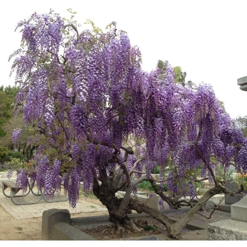 Semi di Wisteria (Wisteria sinensis)