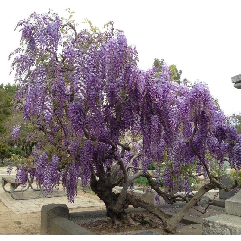 Spóroi Glytsínia (Wisteria Sinensis)