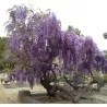 Semillas de Glicinas o Glicinias (Wisteria sinensis)